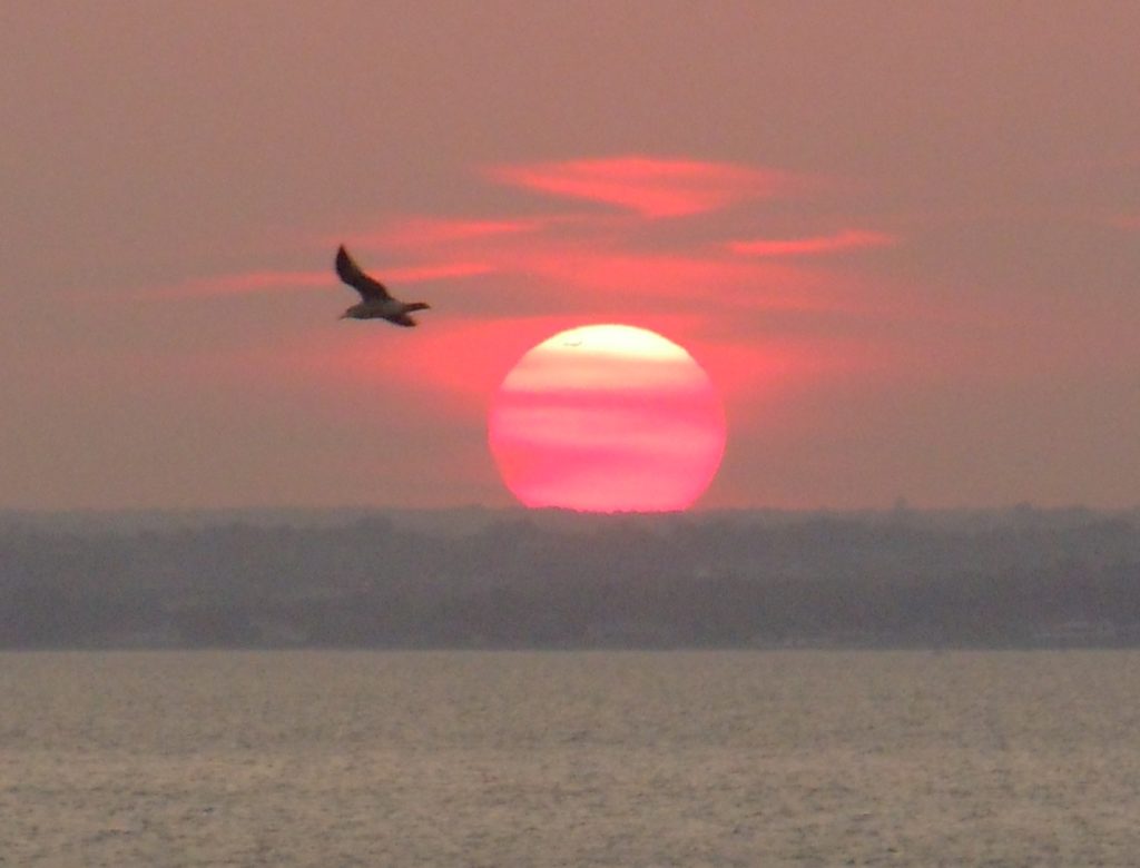 Sunset with bird